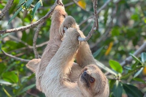 Roatan Monkey and Sloth Park & Private Island Tour