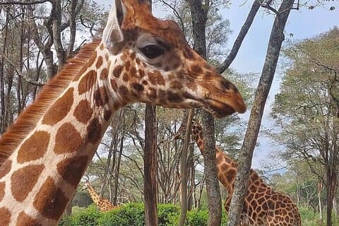 Giraffe Center Karen Blixen Beads Center and Bomas of Kenya