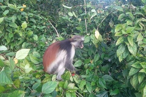 Privat Jozani Forest og Stone Town Exploration med Spice Tour