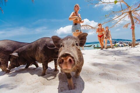 Alimentazione di suini, kayak, snorkeling a Pig Island in motoscafo da Koh Samui