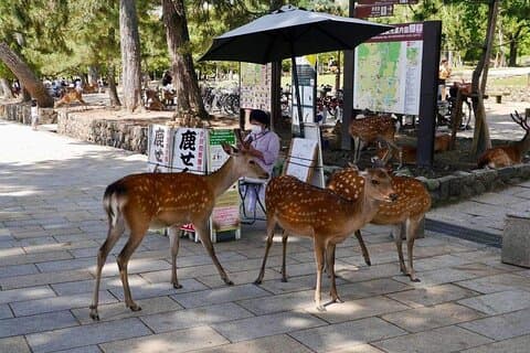 Nara, Todaiji Temple og Kuroshio Market en dagstur fra Osaka