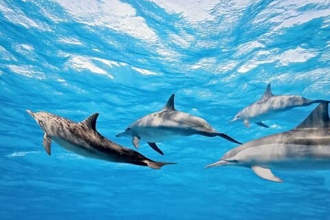 Swim with Dolphins & Snorkeling in Hurghada – Boat Trip & Lunch