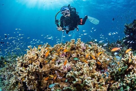 Scuba Diving Refresher(3 dives)