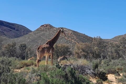 Safari al atardecer en Ciudad del Cabo con todo incluido