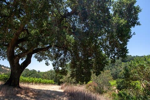 Sonoma Trike und Achtsamkeit – 3-stündige geführte Tour