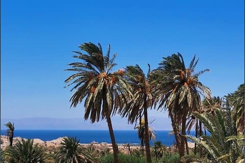 Full-Day Tour from Tabuk : Elim Oasis & Split Rock