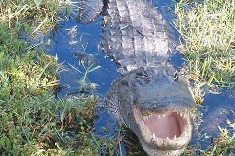 Franse tour door de Everglades