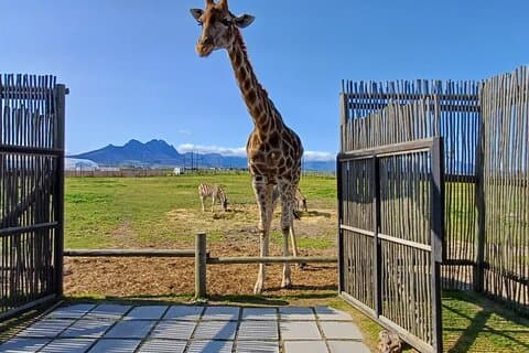 Cape Town Giraffe House, Cheetah Encounter and Wine Tasting Tour
