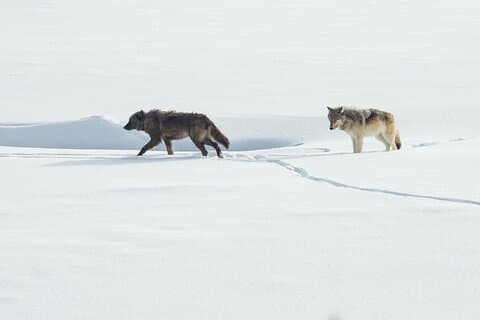 Yellowstone Winter Wolf and Wildlife Tour