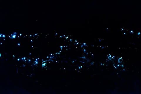 Gold Coast Glow Worm Night Tour met Chinees sprekende gids