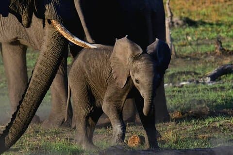 1-Nächte-Mokoro-Campingausflug im Okavangodelta
