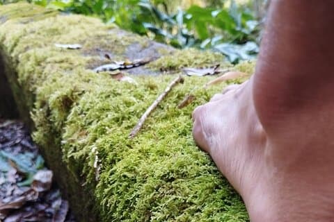 フルナスでの森林浴体験とウェルネス