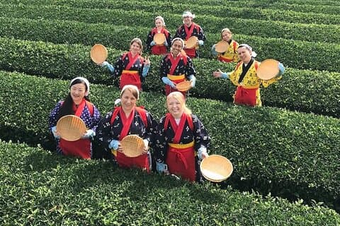 Visite d'une ferme de thé à Sayama, Saitama