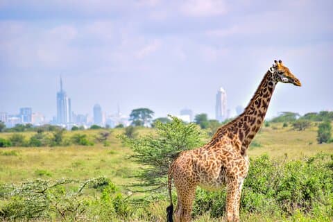 Excursão em grupo pelo Parque Nacional de Nairobi Morning Game Drive