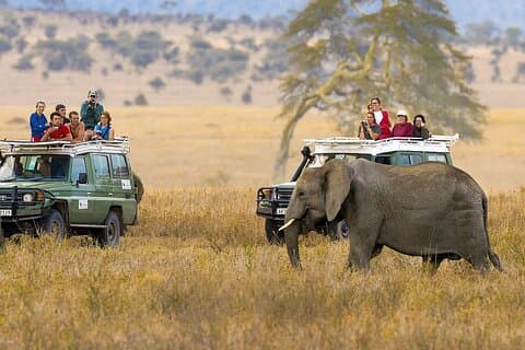 Safari economico di 6 giorni al Masai Mara, al lago Nakuru e ad Amboseli