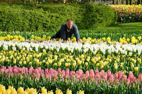 Cruise with Keukenhof Entrance Ticket in Amsterdam Lakes