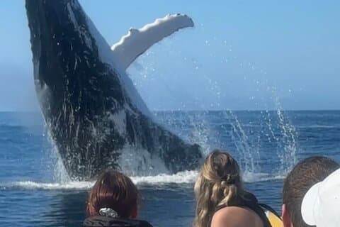 Anmeldelse af Noosa Whale Watching Cruise – Humpback Whale Adventure