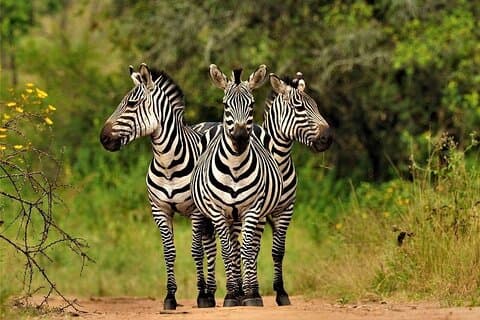オカバンゴ デルタでの 2 泊のモコロ キャンプ旅行