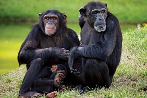 Excursão Olpejeta Conservancy Day