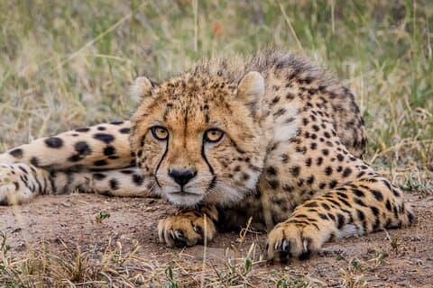 4 dages Kruger Katekani Big 5 Safari fra Johannesburg