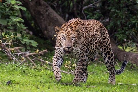 Wilpattu National Park | Private Safari