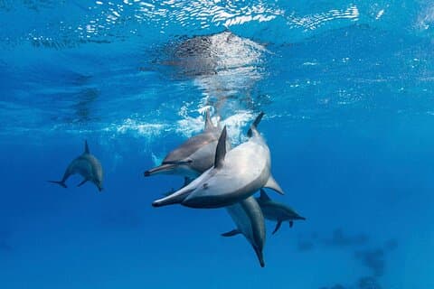 Boat Trip to Dolphin House Guided Swimming with Lunch in Hurghada
