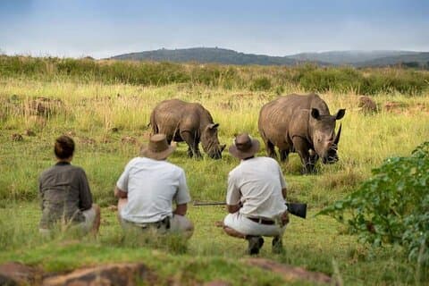 Rhino Private Walking Tour