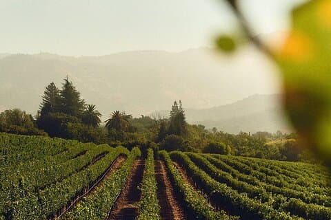 Vin Icons Tour i den sparklende verden av Chandon