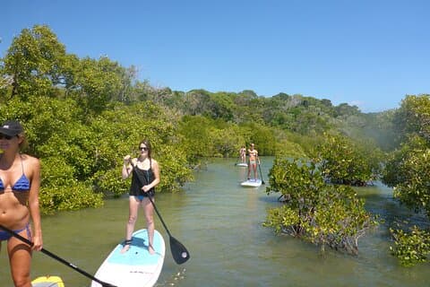Noosa: Epic Stand Up Paddle Stingray & Mangrove Tunnel Tour