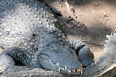 Privat tur i Victoria Falls og Crocodile Park med lunsj