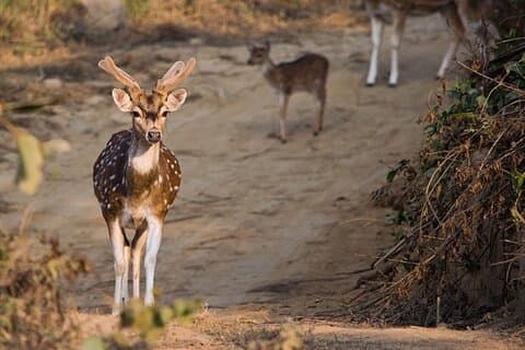 3-dages Taj Mahal og Jim Corbett National Park Safari Tour