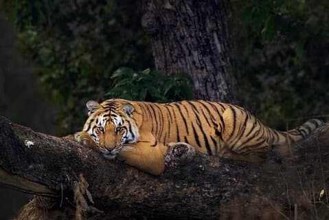 2 - Dagen: Jim Corbett jungle safari tour vanuit Pune per vlucht
