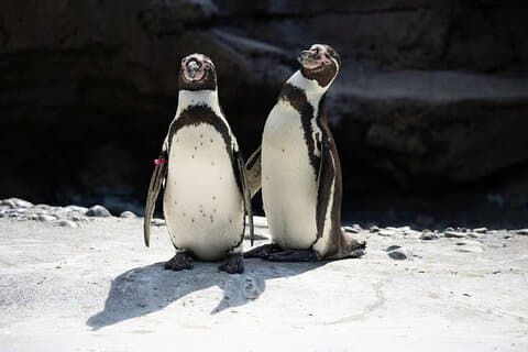 Cape Town ferie tur til Cape of Good Hope i privat bil
