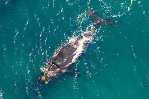 Excursion en bateau pour observer les baleines à Hermanus