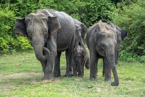 Minneriya National Park Shared Safari | From Sigiriya
