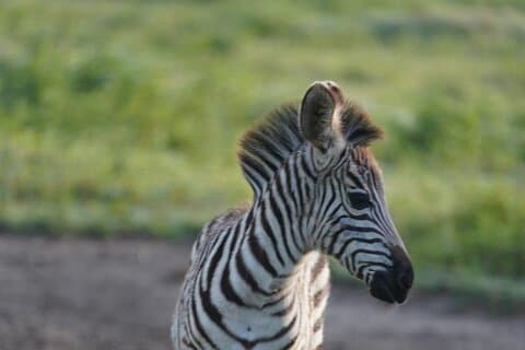 Tidlig morgentur til Nairobi nasjonalpark