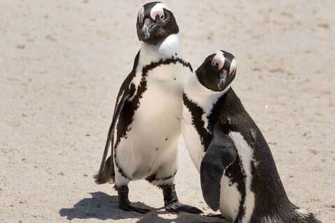 Boulders Penguins and Muizenberg beach Half Day shared Tour
