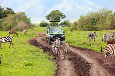 Aquila Safari Wildlife Experience Privat rundtur