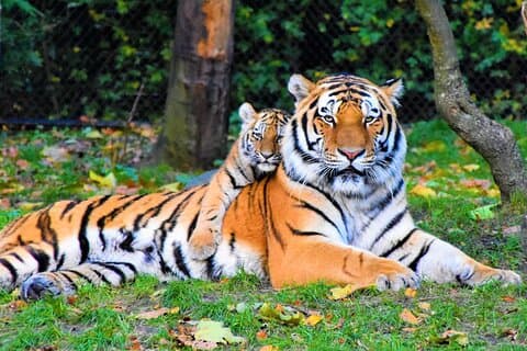 5 Tage Goldenes Dreieck mit Ranthambore Wildlife