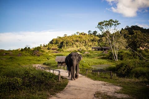 Elephant Nature Experience with Lunch at Bukit Elephant Park