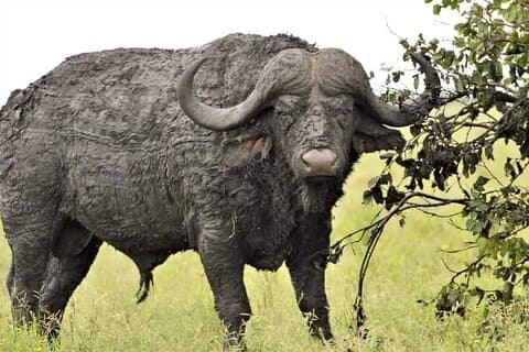 ミクミ、ウヅングワ山脈、ルアハの最高峰