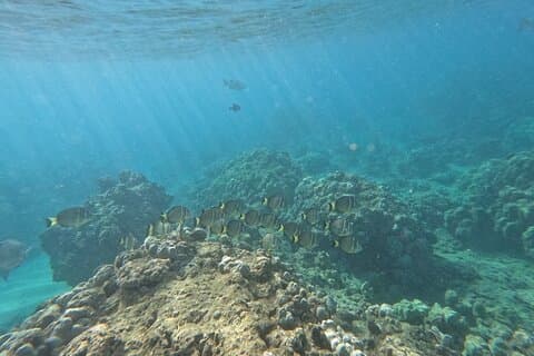 ハナウマ湾ガイド付きシュノーケリングツアー（送迎付き）