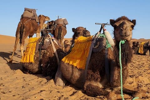 3-dages tur fra Marrakech til Merzouga-klitter og Camel Trek