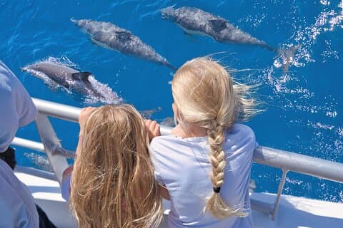 Auckland: Tikapa Moana Dolphin, Whale and Island Cruise