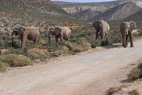 Cidade do Cabo Big Five Safari and Wine Tasting Tour