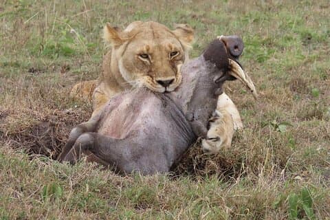 5 Day Safari Camp To Ngorongoro Crater And Lake Manyara