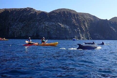 Kajakk- og snorkeleventyr på Tenerife – Marine Wildlife Route