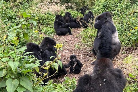 One Day Gorilla Trek Rwanda with Ellen Campus & Dian Fossey visit