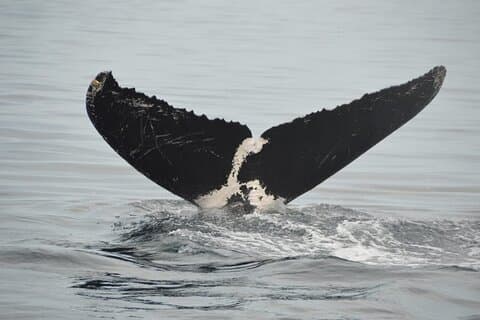 Activité privée 3 heures d'observation des baleines à Mazatlán