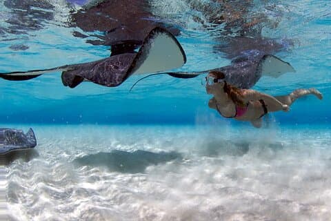 Cayman 3 in 1 Combo Adventure Stingray City Reef Snorkeling